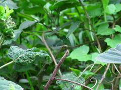 Orthetrum sabina