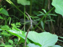 Orthetrum sabina