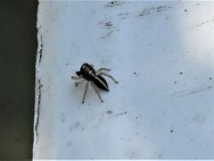 Heliophanus pistaciae