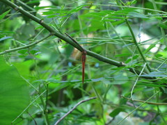 Tholymis tillarga