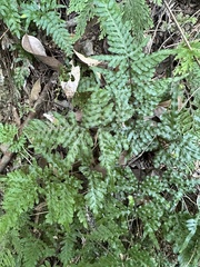 Pteris dispar