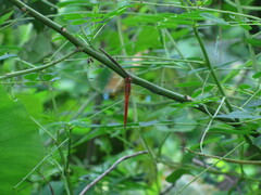 Tholymis tillarga