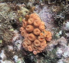 Tubastraea coccinea