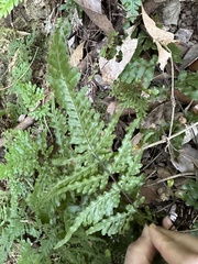 Pteris dispar