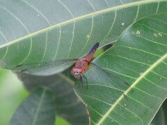 Brachydiplax chalybea