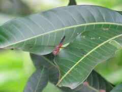 Brachydiplax chalybea