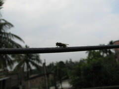 Diptera