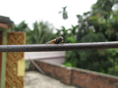 Diptera