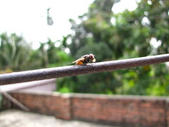 Diptera