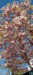 Magnolia liliiflora