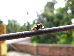 Diptera