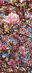 Magnolia liliiflora