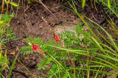 Indigofera williamsonii