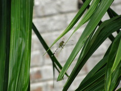 Orthetrum sabina