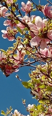 Magnolia liliiflora