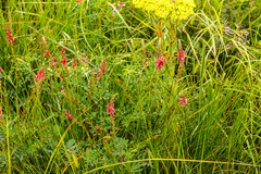Indigofera williamsonii