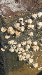 Amphibalanus amphitrite