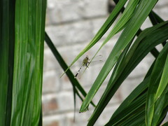 Orthetrum sabina