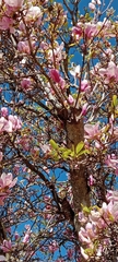 Magnolia liliiflora