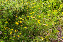Euryops chrysanthemoides