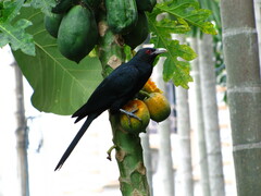 Eudynamys scolopaceus