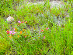 Tephrosia bachmannii