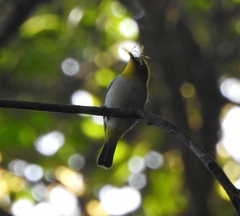 Zosterops palpebrosus