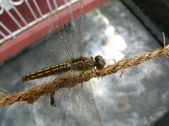 Brachythemis contaminata