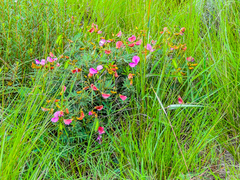 Tephrosia bachmannii