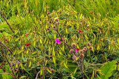 Tephrosia bachmannii