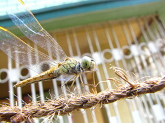 Brachythemis contaminata