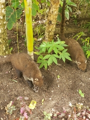 Nasua narica nelsoni