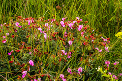 Tephrosia bachmannii