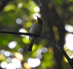 Zosterops palpebrosus