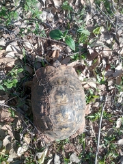 Testudo graeca
