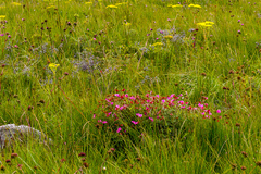 Tephrosia bachmannii