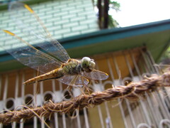 Brachythemis contaminata