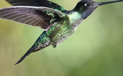 Eugenes spectabilis