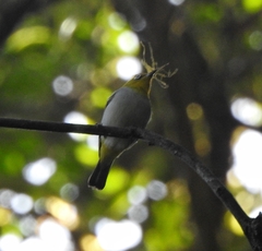 Zosterops palpebrosus