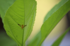 Strauzia longipennis