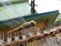 Brachythemis contaminata