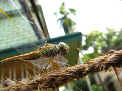 Brachythemis contaminata