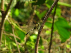 Orthetrum sabina