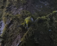 Zosterops palpebrosus