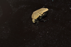 Hologymnetis cinerea