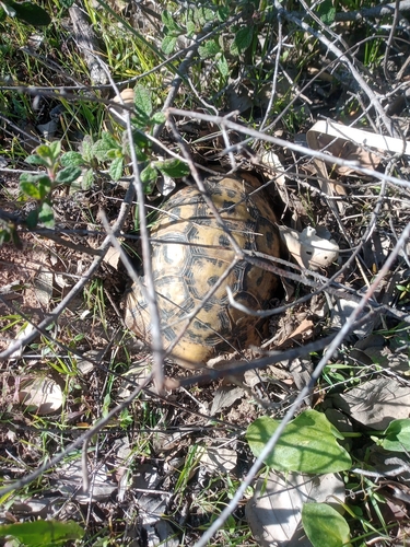 Morocco Tortoise