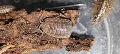 Trachelipus lignaui