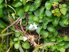 Viola nagasawae