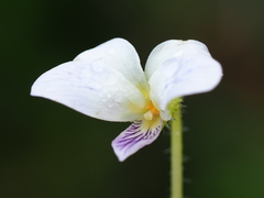 Viola nagasawae