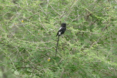Lanius melanoleucus